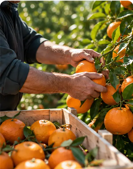 Réseau Veget'Halles location emplacement Qui sommes nous les producteurs Réseau Veget'Halles location emplacement Qui sommes nous les producteurs