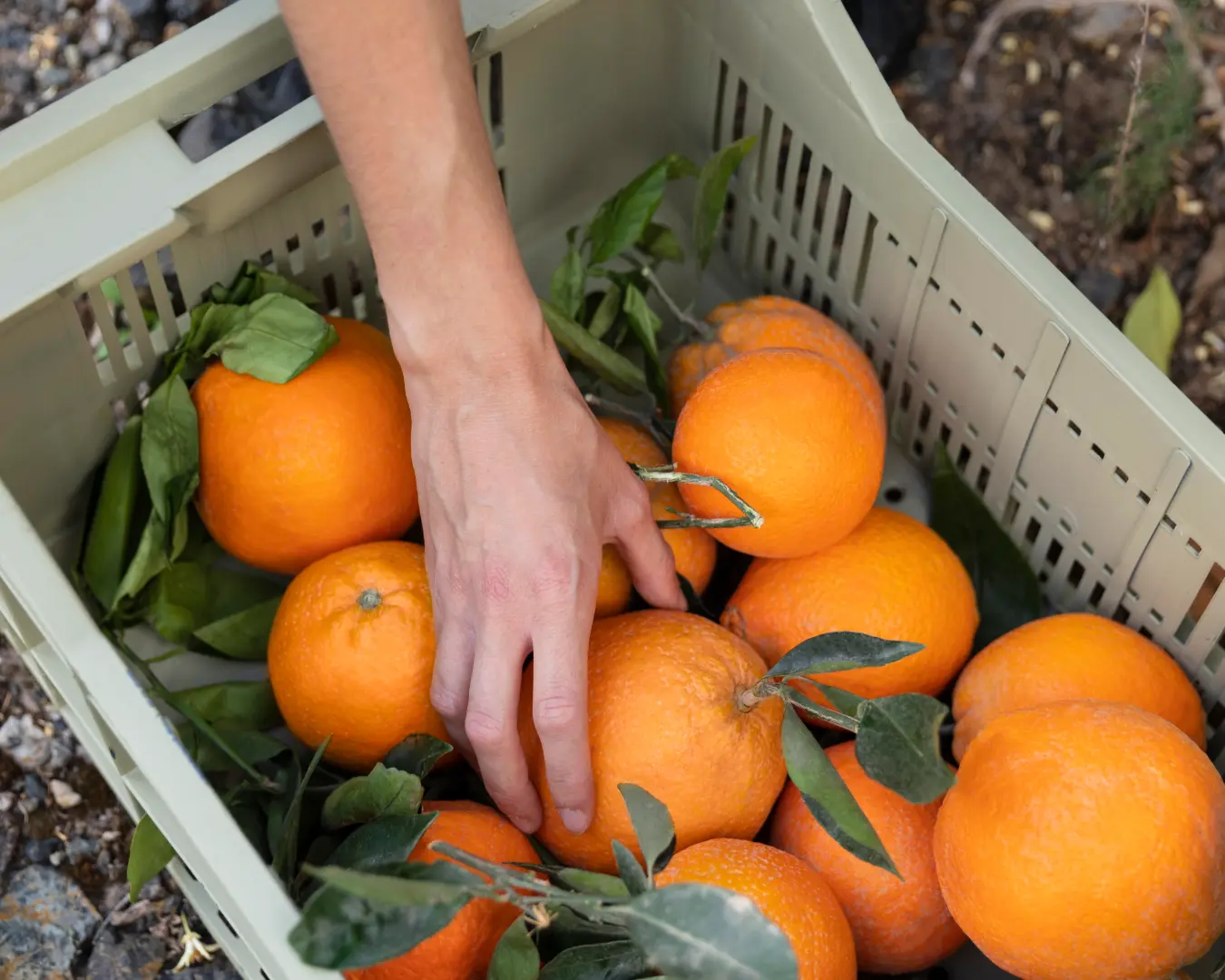 vegethalles-page-nos-services-logisitique Réseau Veget'Halles location d'emplacements logisitique et réapprovisionnement